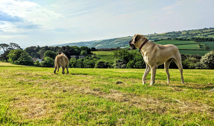 Two dogs on a walk in South East Cornwall