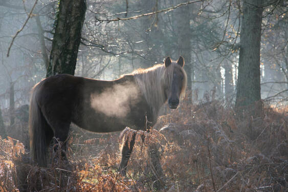 Pony in the New Forest National Park