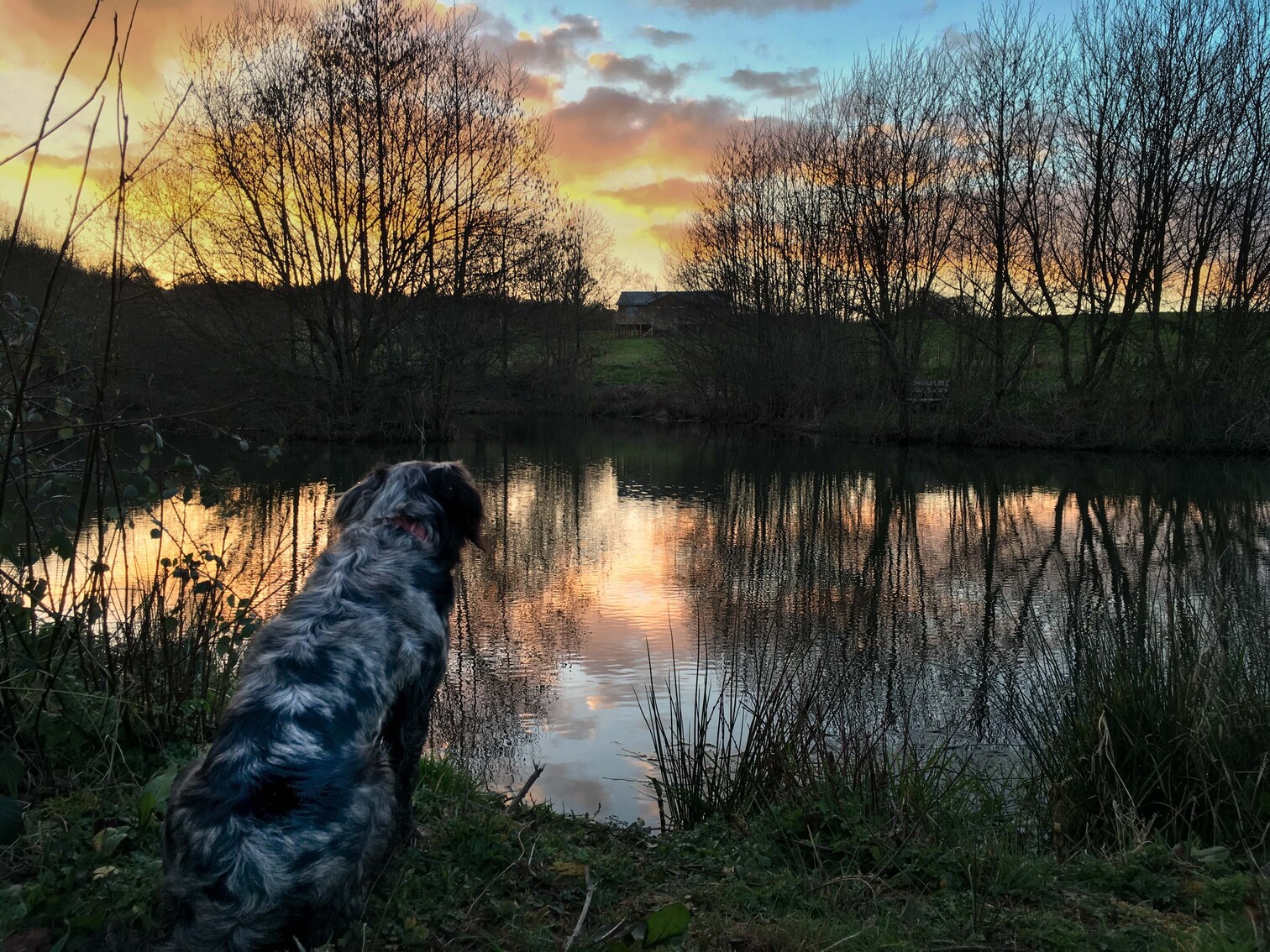 Dog in front of a lake during sunset in winter