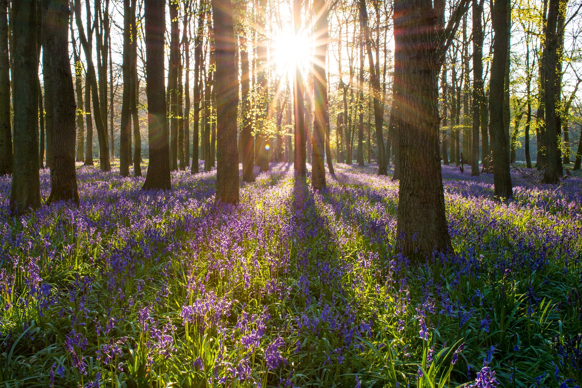 Bluebells in Spring