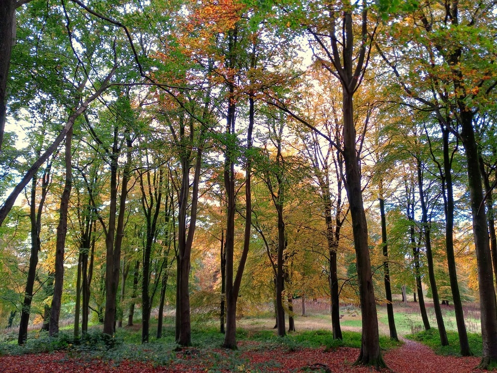 Killerton in the Autumn