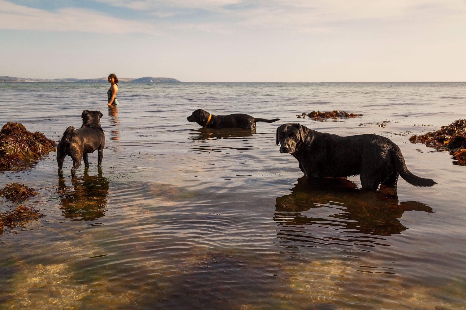 Dogs in the sea in Cornwall