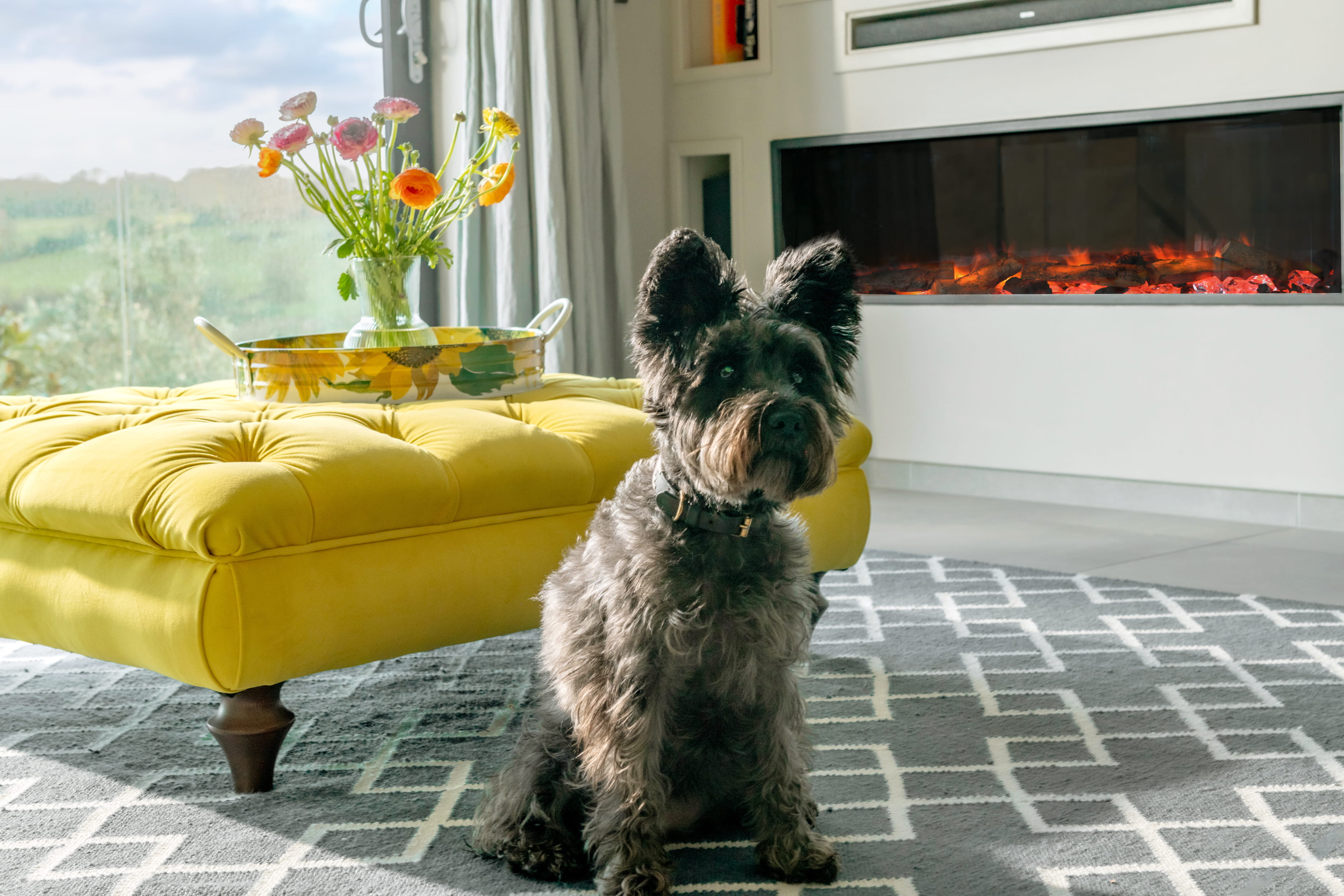 Dog in stylish Devon Cottage