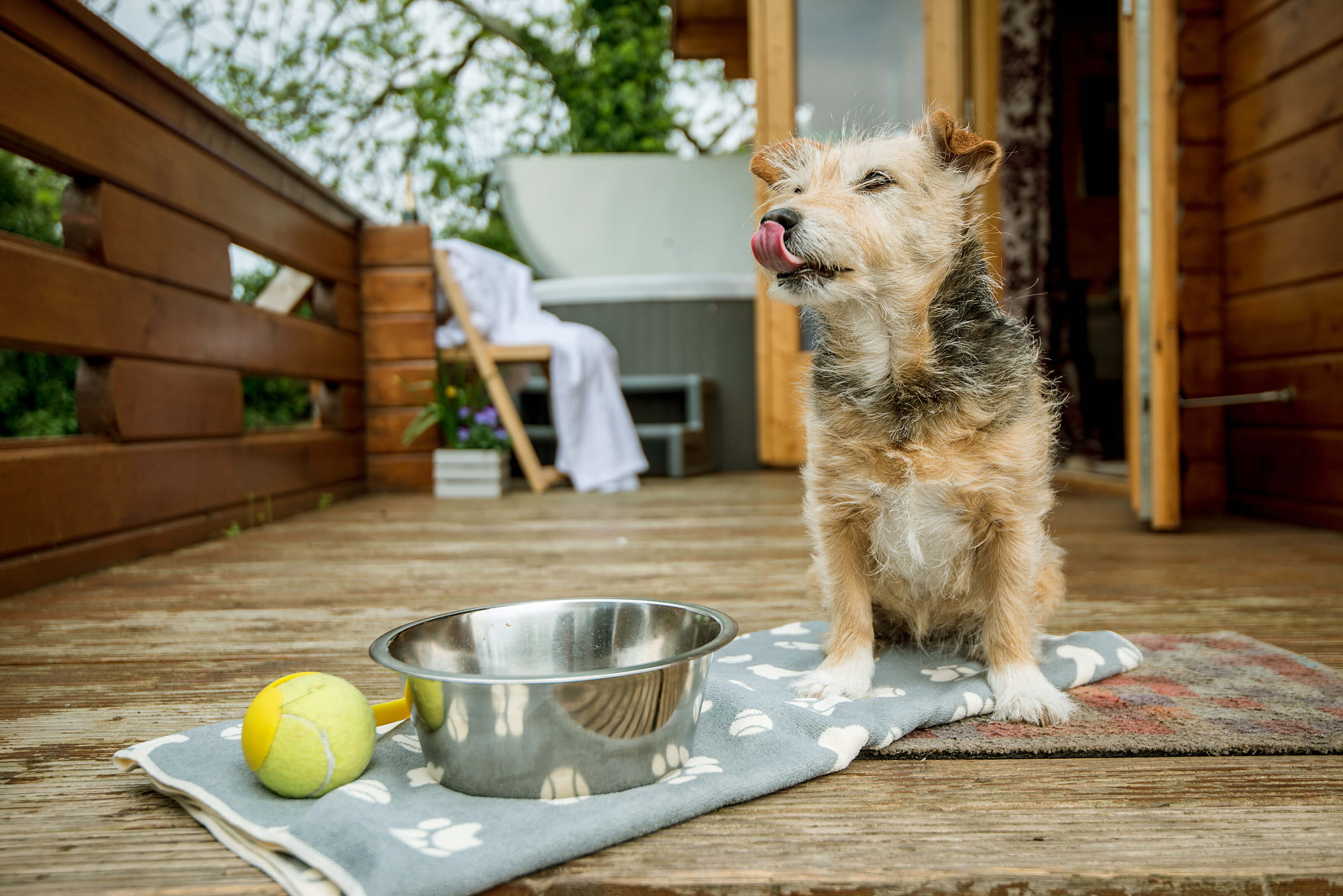 Dog enjoying the decking at cabin holiday in Cotswolds