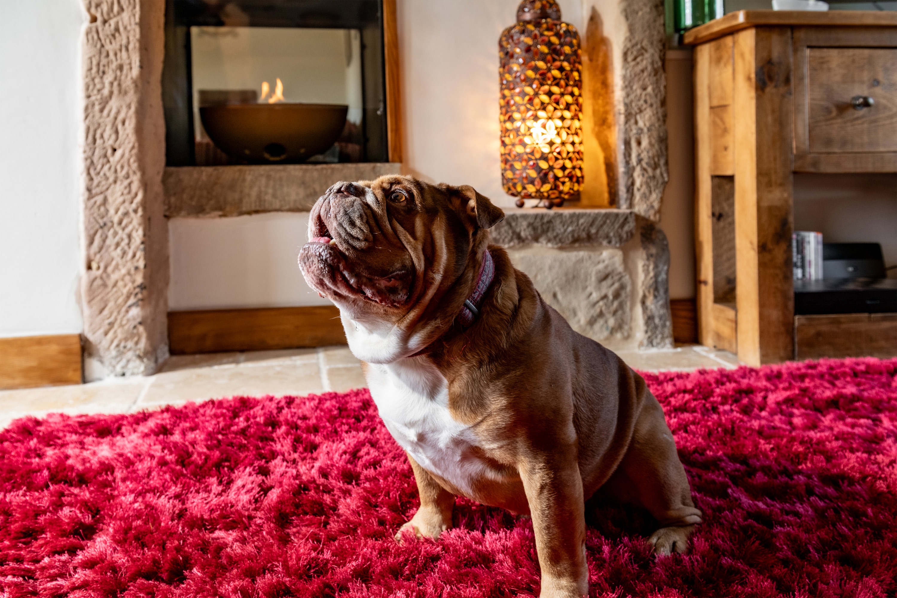 Luxury Dog Friendly Cottages UK