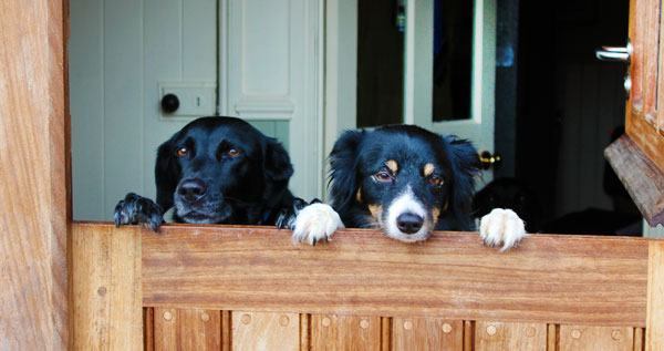 Multiple dogs staying at a luxury holiday cottage