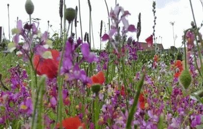 RHS Flower Show, Tatton Park 