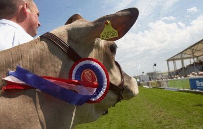 Royal Cornwall Show Wadebridge