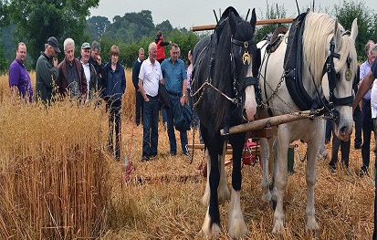 Moynalty Steam Threshing Festival