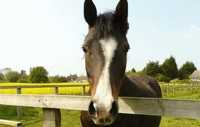 Appleby Horse Fair